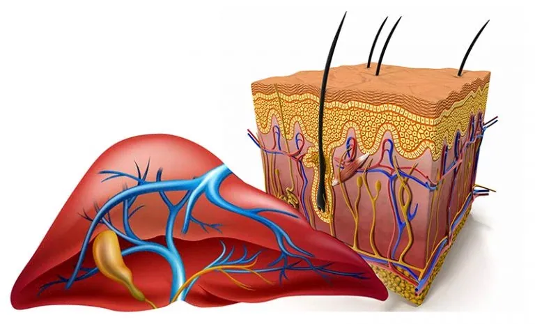 Skin and Liver Function