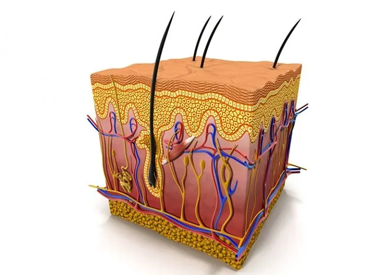 Skin Structure and Function