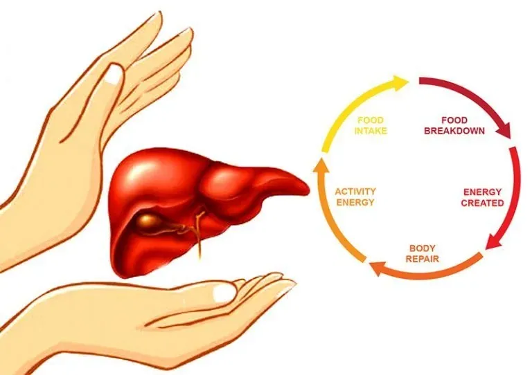 Metabolism and Skin